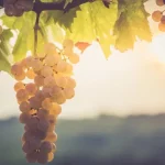 fiscalizacao-intensifica-se-durante-vindimas-no-douro-e-nos-vinhos-verdes