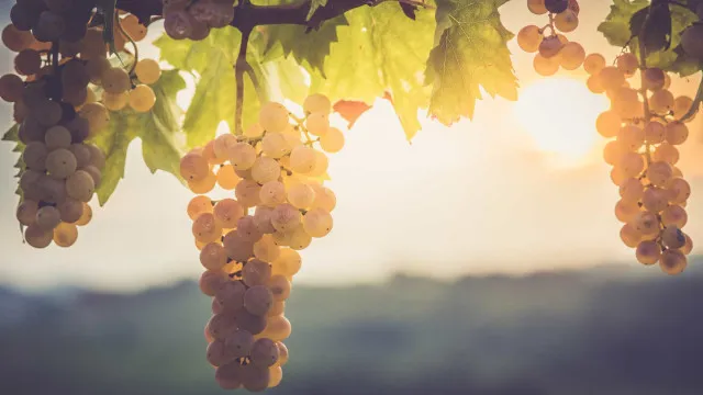 fiscalizacao-intensifica-se-durante-vindimas-no-douro-e-nos-vinhos-verdes