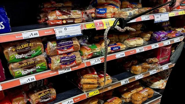 cobra-encontrada-na-seccao-do-pao-em-supermercado-em-inglaterra