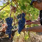 tras-os-montes-preve-boa-colheita-na-vindima,-mas-fogo-deixou-marcas