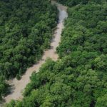 no-dia-da-amazonia,-campanha-pede-que-eleitor-vote-por-floresta-em-pe
