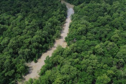 no-dia-da-amazonia,-campanha-pede-que-eleitor-vote-por-floresta-em-pe