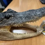 cabeca-de-crocodilo-“seca-e-embrulhada”-encontrada-em-mala-de-italiano