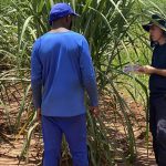 fiscais-resgatam-479-vitimas-de-escravidao-moderna-no-mes-de-agosto