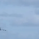 argelia-vai-fechar-espaco-aereo-a-avioes-militares-e-civis-dos-emirados