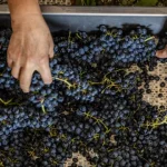 cap-avisa-que-setor-vitivinicola-enfrenta-crise-e-exige-extensao-de-apoio