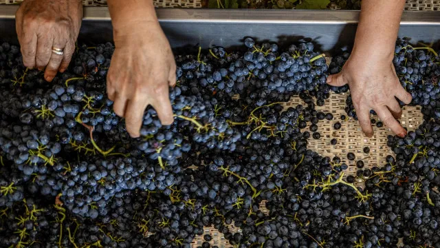 cap-avisa-que-setor-vitivinicola-enfrenta-crise-e-exige-extensao-de-apoio