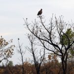 dia-do-cerrado:-em-um-ano-desmatamento-do-bioma-cai-19%,-diz-inpe
