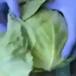 cerca-de-907kg-de-metanfetaminas-escondidas-em-repolho:-video-mostra-como