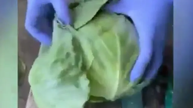 cerca-de-907kg-de-metanfetaminas-escondidas-em-repolho:-video-mostra-como