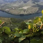 douro.-ivdp-tem-15-dias-para-abrir-candidaturas-ao-apoio-extraordinario