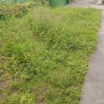 mato-alto-preocupa-pais-e-profissionais-de-creche-em-camacari