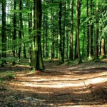 pai-isolou-tres-filhos-na-floresta-por-anos-na-nova-zelandia.-“ignorados”