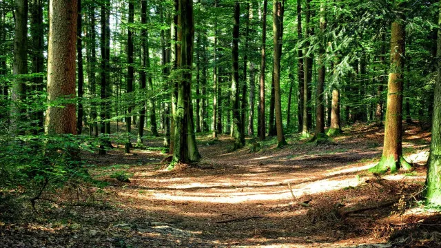 pai-isolou-tres-filhos-na-floresta-por-anos-na-nova-zelandia.-“ignorados”