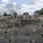 supostos-terroristas-queimam-campos-agricolas-em-cabo-delgado