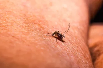 “malaria-de-aeroporto”-faz-terceira-vitima-mortal-em-frankfurt