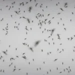 maioria-dos-internados-por-dengue-foram-criancas-e-adolescentes