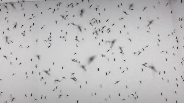 maioria-dos-internados-por-dengue-foram-criancas-e-adolescentes