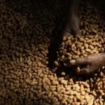 organizacao-norueguesa-estuda-exportacao-de-amendoim-em-mocambique
