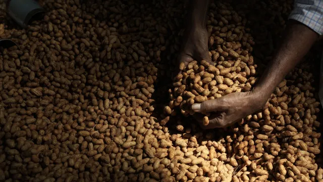 organizacao-norueguesa-estuda-exportacao-de-amendoim-em-mocambique