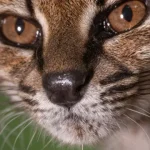 “estranho”.-novo-felino-foi-descoberto-em-estrada-da-bolivia:-o-que-sabe?