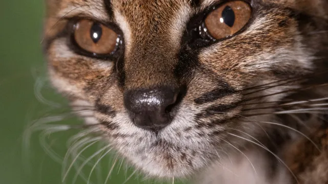 “estranho”.-novo-felino-foi-descoberto-em-estrada-da-bolivia:-o-que-sabe?