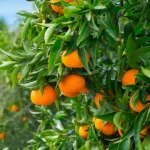 combustiveis-e-importacoes-reduzem-expetativas-de-citricultores-algarvios