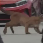 puma-nas-ruas-de-sao-francisco-gera-alerta.-foi-depois-solto-na-natureza
