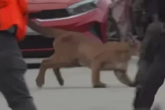 puma-nas-ruas-de-sao-francisco-gera-alerta.-foi-depois-solto-na-natureza