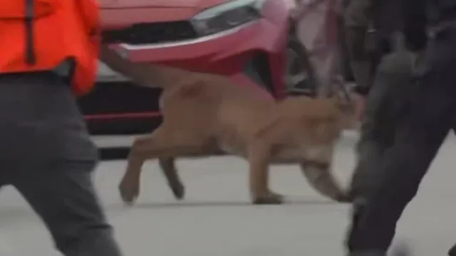 puma-nas-ruas-de-sao-francisco-gera-alerta.-foi-depois-solto-na-natureza