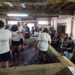 pisa-a-pe-em-lagares-centenarios-do-douro-atrai-turistas-a-aldeia-de-sabrosa