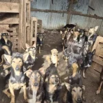“inferno-existe”.-mais-de-100-caes-resgatados-de-“horror”-em-franca