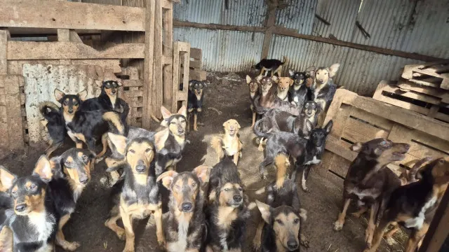“inferno-existe”.-mais-de-100-caes-resgatados-de-“horror”-em-franca