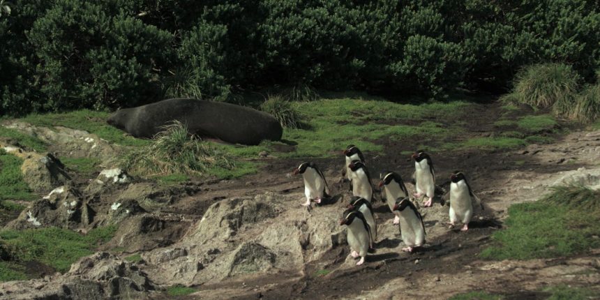 serie-documental-criaturas-do-grande-azul-estreia-na-tv-brasil