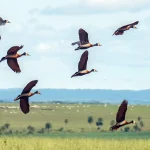 protecao-da-biodivesidade-no-mundo-demanda-mais-us$1,3-trilhao-por-ano