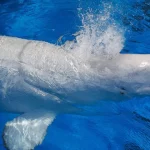 morreram-os-belugas-canadianos-transferidos-para-o-estrangeiro