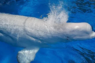 morreram-os-belugas-canadianos-transferidos-para-o-estrangeiro