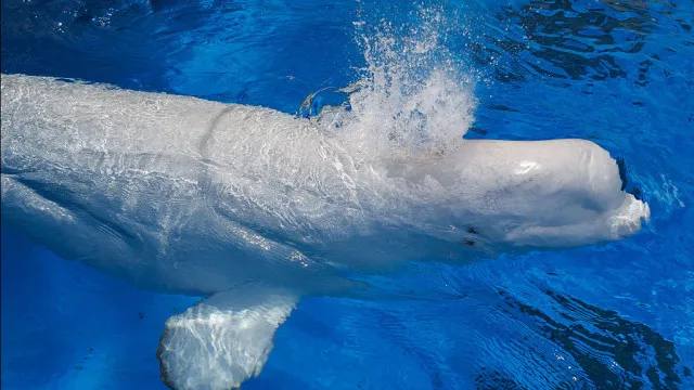 morreram-os-belugas-canadianos-transferidos-para-o-estrangeiro