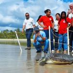 tartaruga-verde-e-devolvida-ao-mar-apos-quatro-meses-de-reabilitacao-em-belmonte