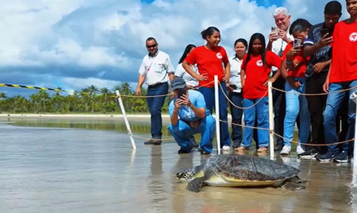 tartaruga-verde-e-devolvida-ao-mar-apos-quatro-meses-de-reabilitacao-em-belmonte