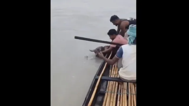 elefante-bebe-e-arrastado-por-corrente.-foi-salvo-e-reencontrou-a-mae