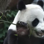 china-envia-dois-pandas-gigantes-para-os-eua:-“embaixadores-da-amizade”