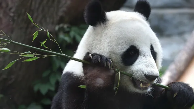 china-envia-dois-pandas-gigantes-para-os-eua:-“embaixadores-da-amizade”