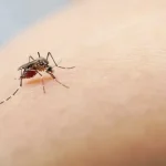 dengue:-tres-condados-da-florida-declaram-estado-de-emergencia-por-surto
