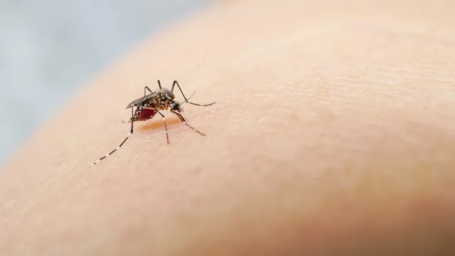 dengue:-tres-condados-da-florida-declaram-estado-de-emergencia-por-surto
