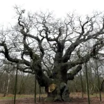 ‘arvore-de-robin-dos-bosques’-cortada-pode-‘ressuscitar’