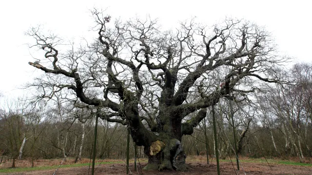 ‘arvore-de-robin-dos-bosques’-cortada-pode-‘ressuscitar’