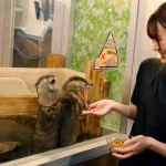 owl-otter-cafe,-o-cafe-onde-pode-acarinhar-animais-resgatados