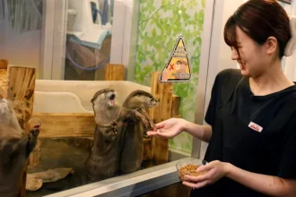 owl-otter-cafe,-o-cafe-onde-pode-acarinhar-animais-resgatados