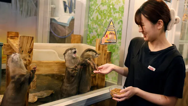 owl-otter-cafe,-o-cafe-onde-pode-acarinhar-animais-resgatados